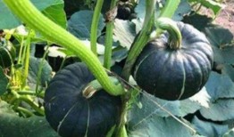 娱乐718网红吃瓜地址,独家幕后花絮大公开！